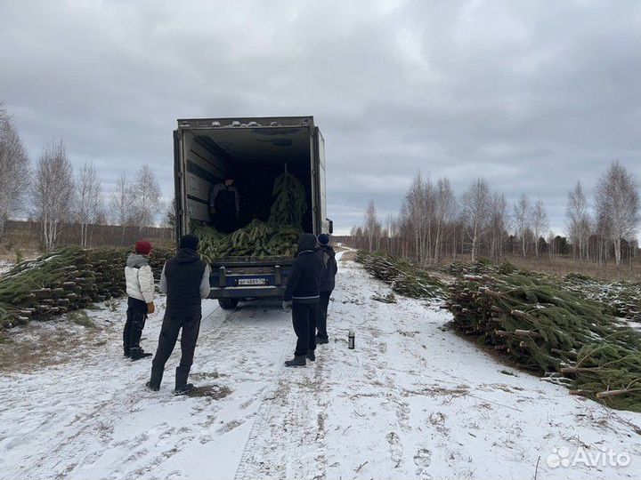 Сосна Оптом