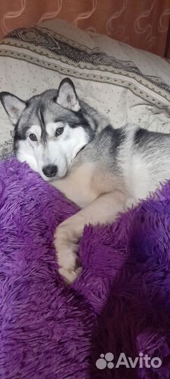 Сибирский хаски вязка