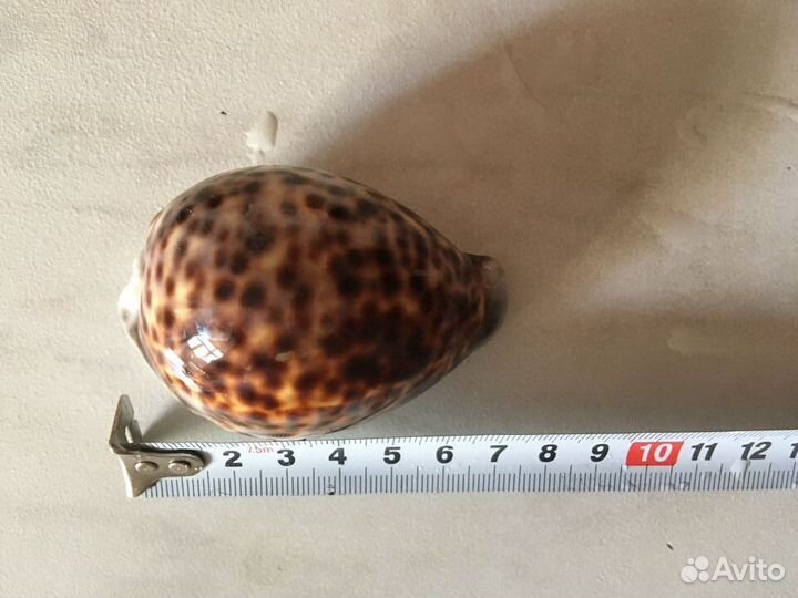 Натуральные кораллы и ракушки