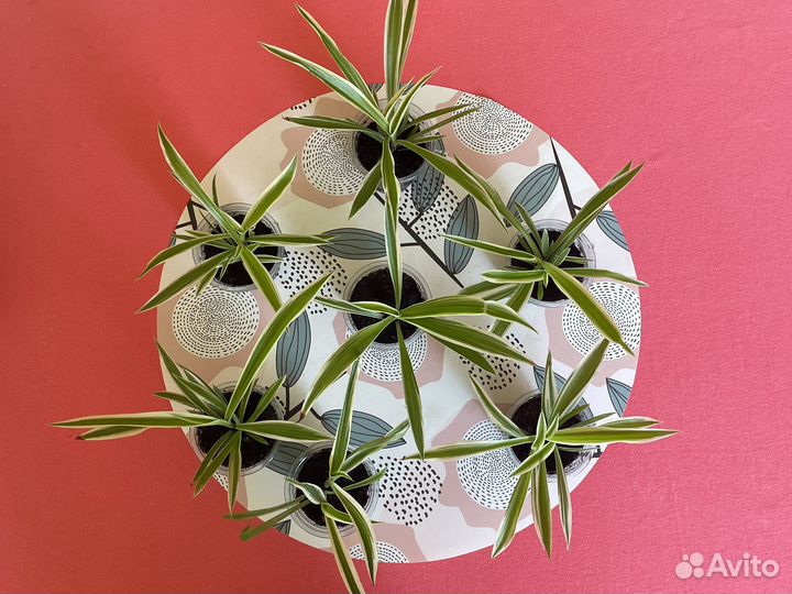 Хлорофитум полосатый