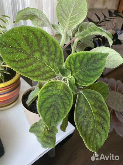 Комнатные цветы