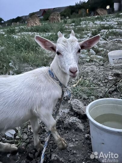 Коза дойная молочная