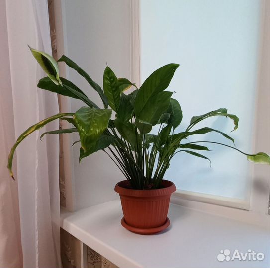 Спатифиллум