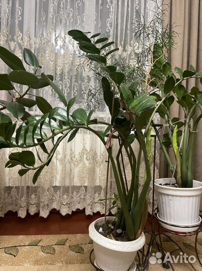 Замиокулькас