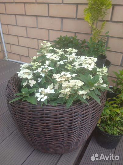 Гортензия Polestar метельчатая многолетняя