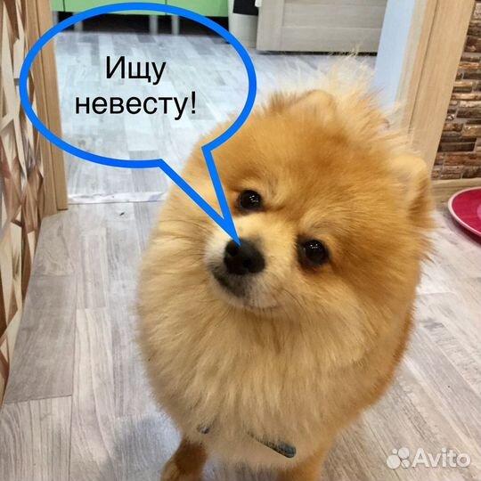 Немецкий шпиц вязка