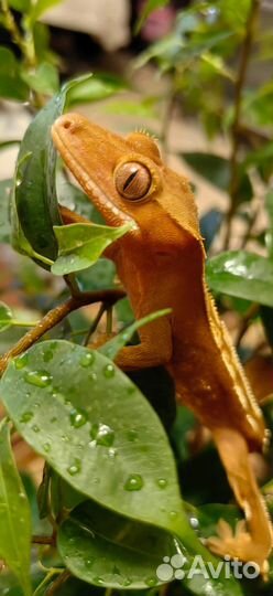 Геккон реснитчатый бананоед