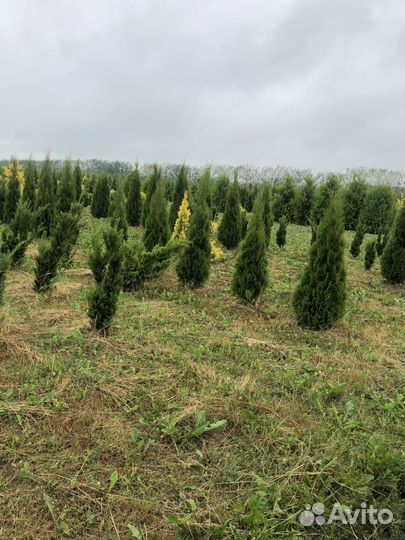 Туя Смарагд 1,8-2 м с доставкой