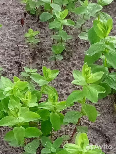 Натуральные гидролаты и эфирные масла