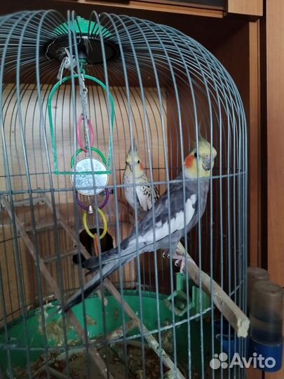 Попугай карелла с клеткой девочка и мальчик