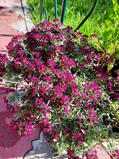 Вегетативные черенки