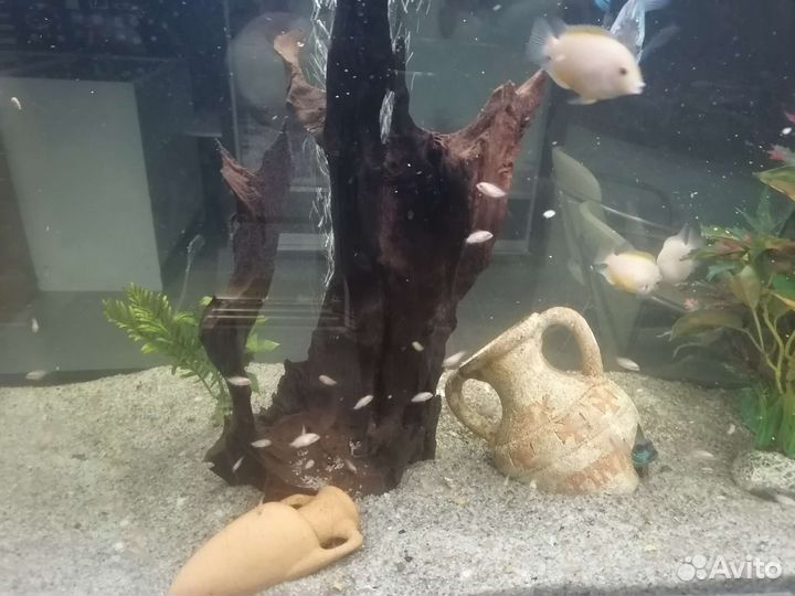 Рыбки цихлиды