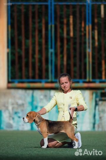 Дрессировка собак, выгул, подготовка к выставкам