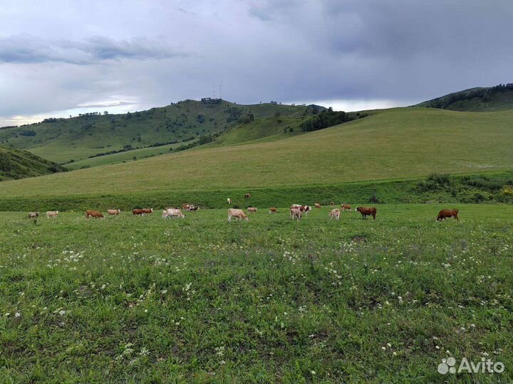Фермерское хозяйство с поголовьем