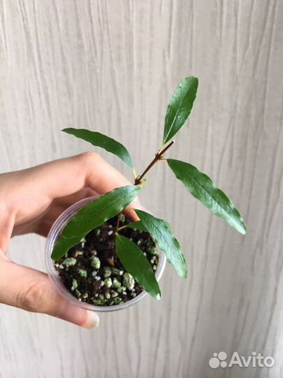 Гранат комнатный плодоносящий На-На