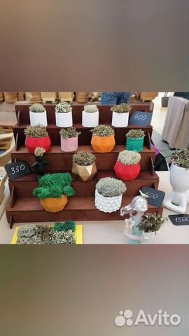 Цетрария (исландский мох), стабилизированный мох