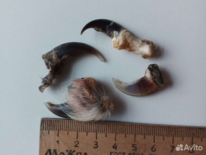 Клыки, зубы волка,когти,кунка, петля имитация