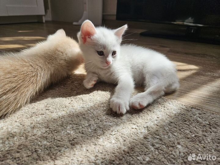 Котята в добрые руки приучены к лотку