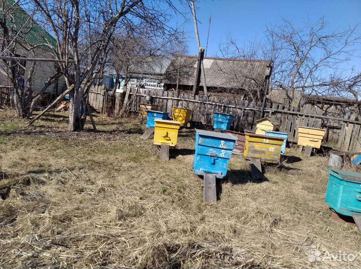 Улей с пчелами