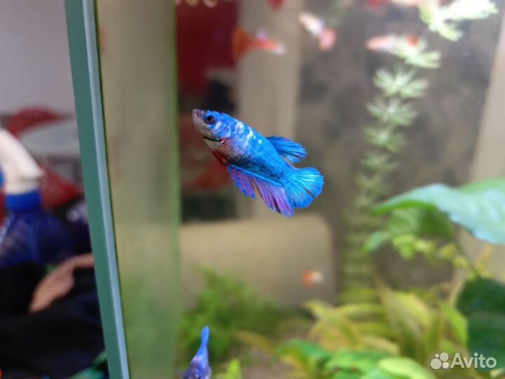 Рыбка петушок самка