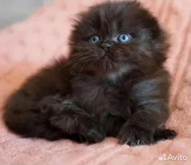 Шотландский котик (хайленд)