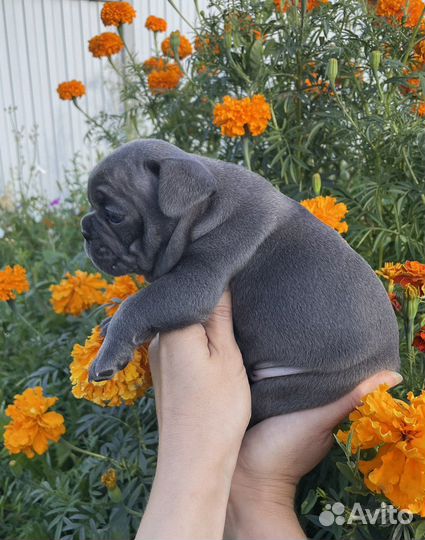 Французский бульдог голубой