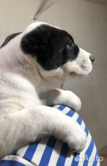 Среднеазиатская овчарка