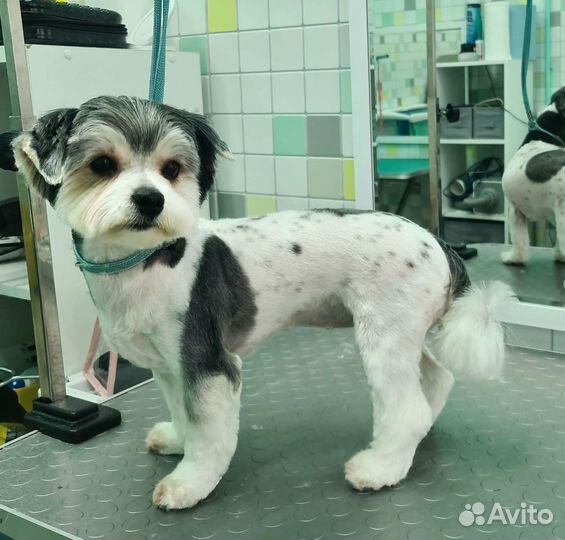 Груминг стрижка собак