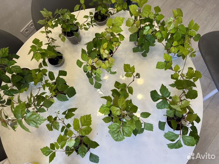 Циссус березка