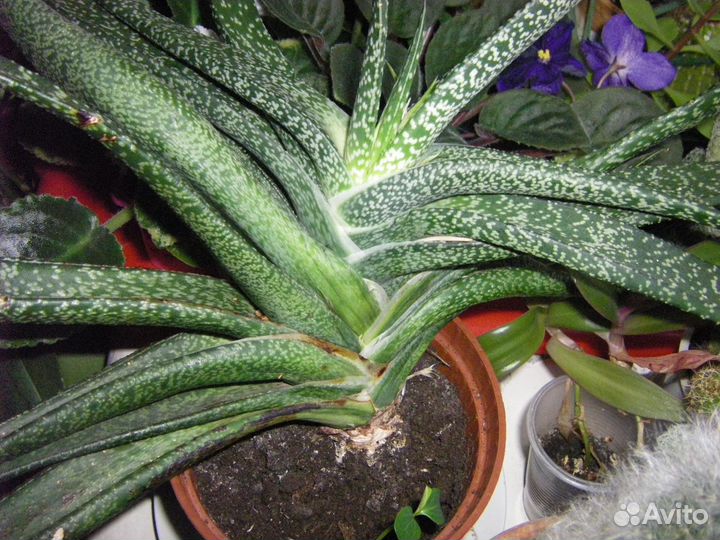 Церопегия Гастерия и Алое