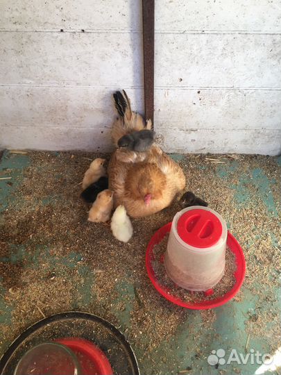 Цыплята бентамки