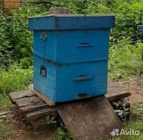 Улей пчелиный