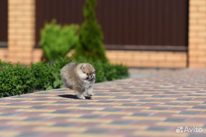 Померанский шпиц мини девочка