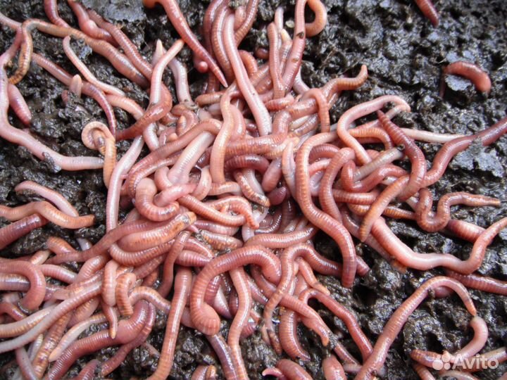Черви для рыбалки