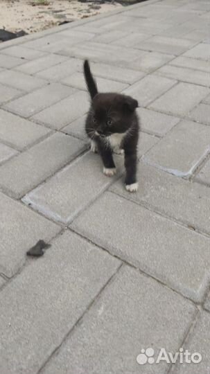 Вислоухие котята в добрые руки бесплатно
