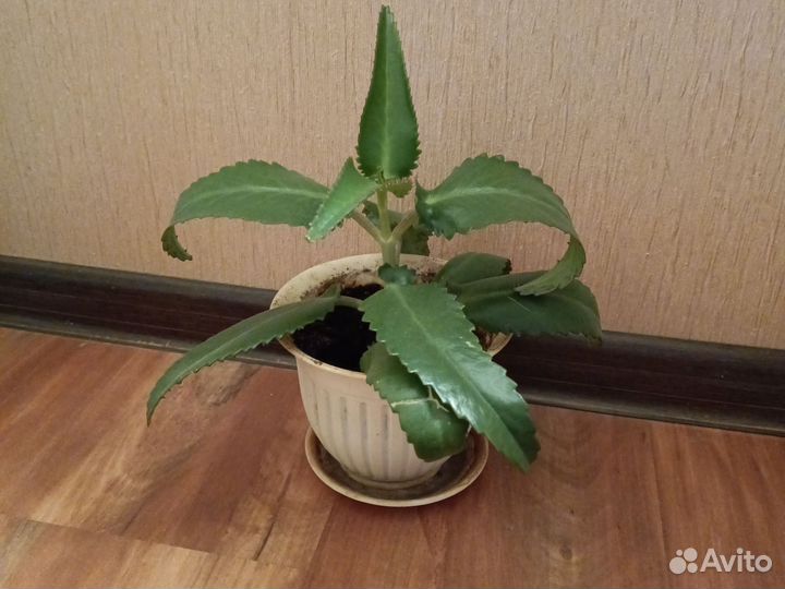Каланхоэ лечебное