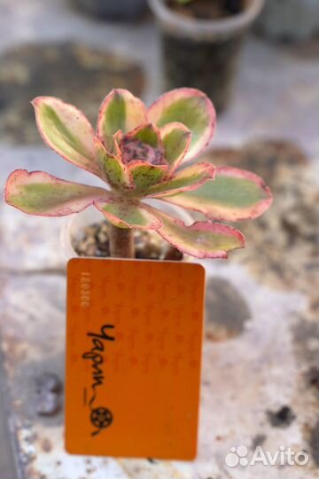 Эониумы разные