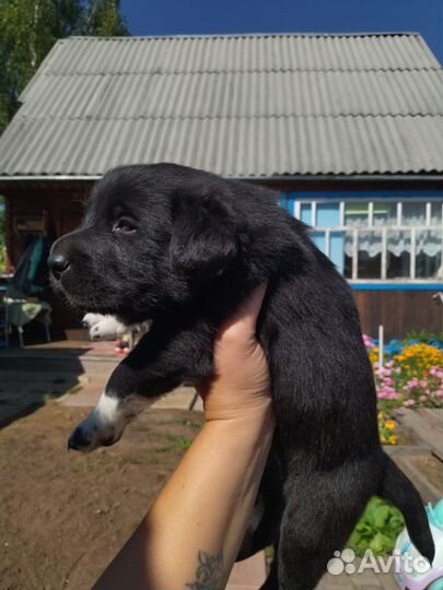 Щенок лабрадор помесь