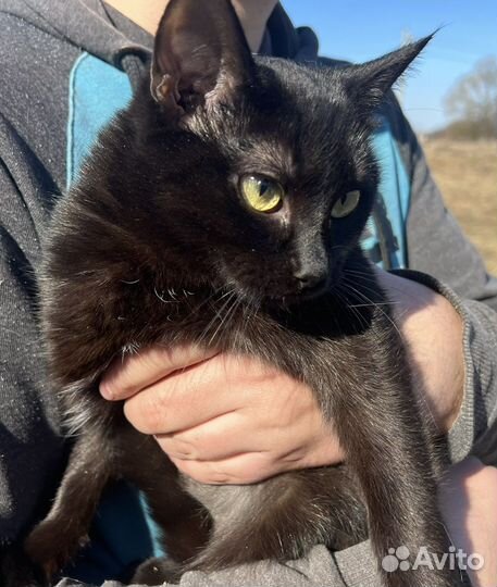 Кошка в дар