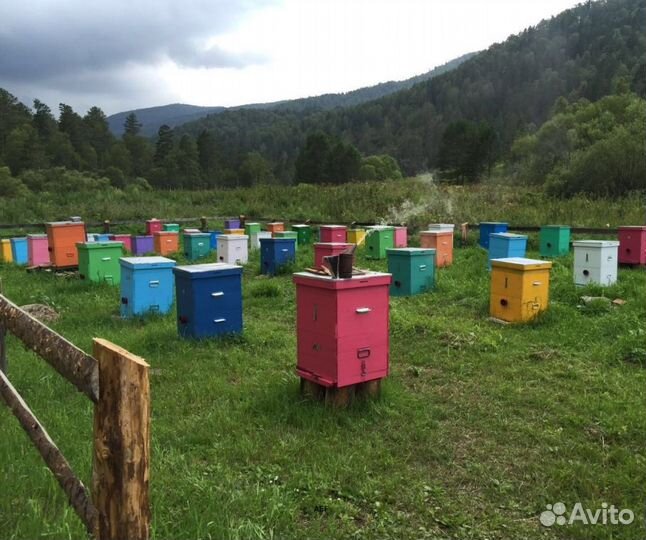 2024 Мёд натуральный из Алтая опт