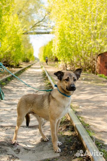 Молодая собака-компаньон Терра в добрые руки