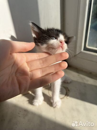 Трехцветный котенок девочка в добрые руки