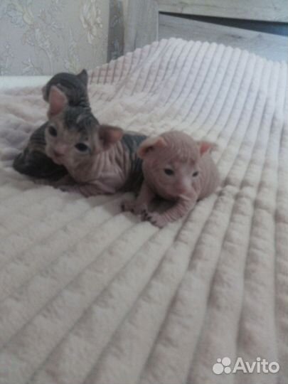 Канадский сфинкс