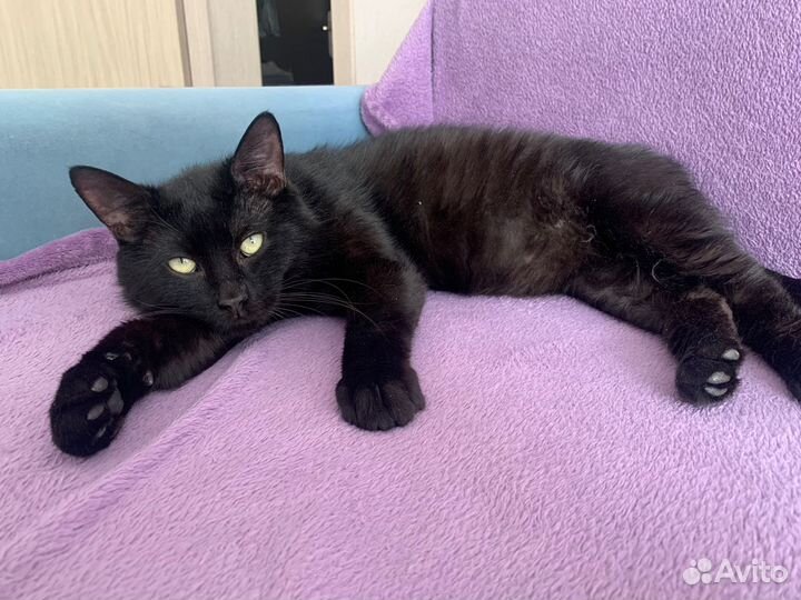Кот в дар