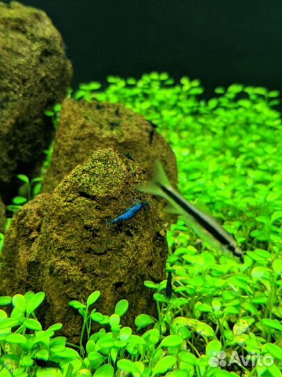 Лава вулканическая коричневая для аквариума