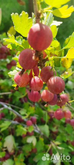 Смородина красная, крыжовник красный сладкий