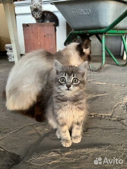 Котенок бесплатно