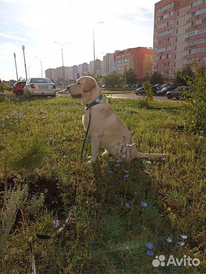 Кобель лабрадора вязка