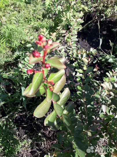 Лагерстремия