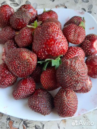 Рассада клубники и земляники элитных сортов